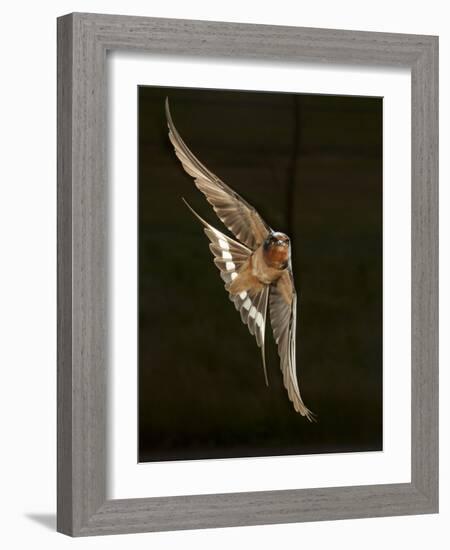 Barn Swallow, Pennsylvania, USA-Joe & Mary Ann McDonald-Framed Photographic Print