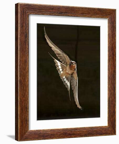 Barn Swallow, Pennsylvania, USA-Joe & Mary Ann McDonald-Framed Photographic Print