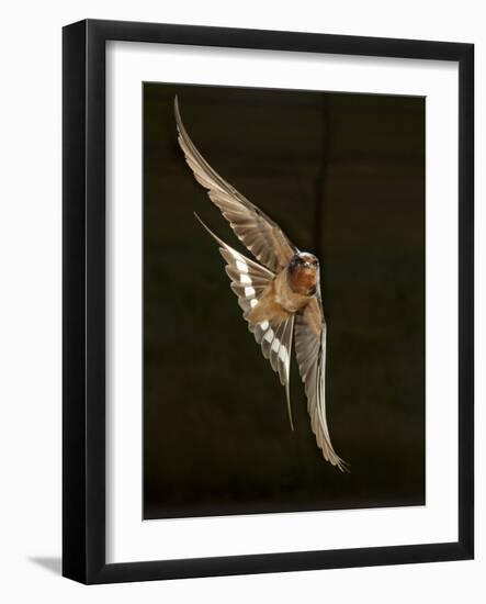 Barn Swallow, Pennsylvania, USA-Joe & Mary Ann McDonald-Framed Photographic Print