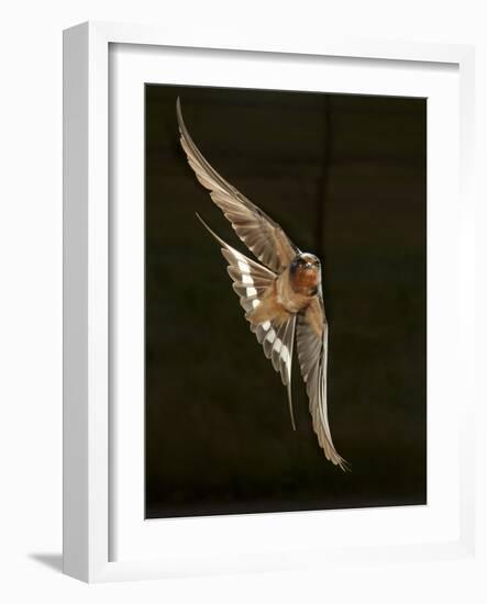 Barn Swallow, Pennsylvania, USA-Joe & Mary Ann McDonald-Framed Photographic Print