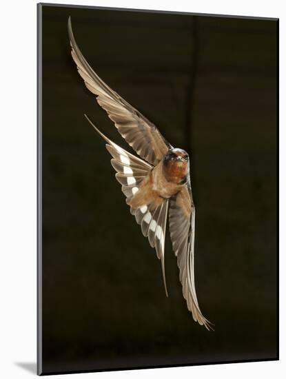 Barn Swallow, Pennsylvania, USA-Joe & Mary Ann McDonald-Mounted Photographic Print