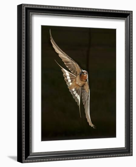 Barn Swallow, Pennsylvania, USA-Joe & Mary Ann McDonald-Framed Photographic Print