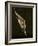Barn Swallow, Pennsylvania, USA-Joe & Mary Ann McDonald-Framed Photographic Print