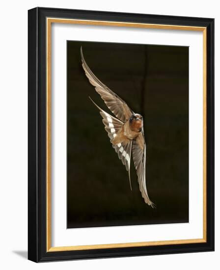 Barn Swallow, Pennsylvania, USA-Joe & Mary Ann McDonald-Framed Photographic Print