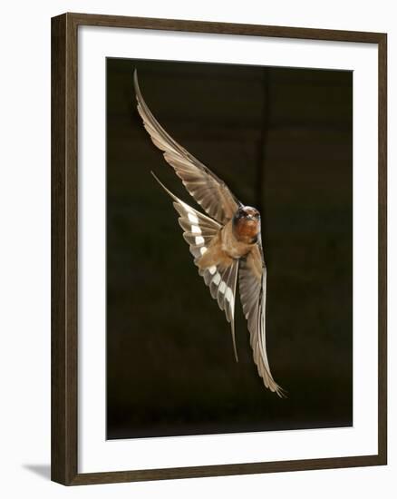 Barn Swallow, Pennsylvania, USA-Joe & Mary Ann McDonald-Framed Photographic Print