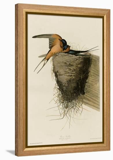 Barn Swallow-null-Framed Premier Image Canvas