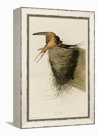 Barn Swallow-null-Framed Premier Image Canvas