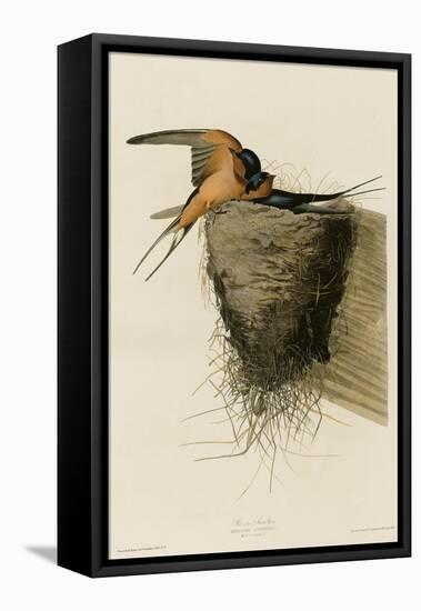 Barn Swallow-null-Framed Premier Image Canvas