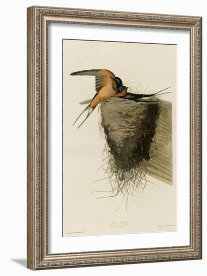 Barn Swallow-null-Framed Giclee Print