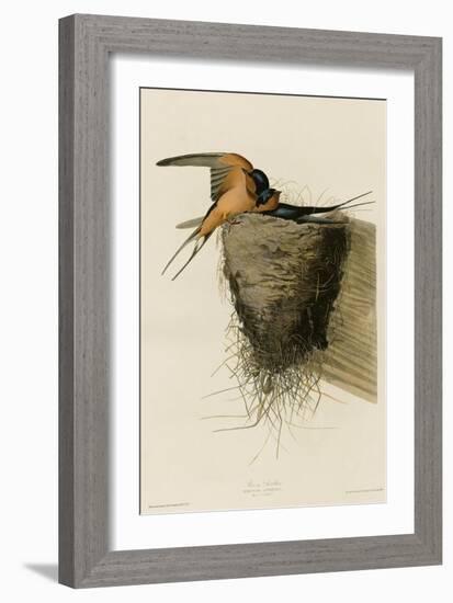 Barn Swallow-null-Framed Giclee Print