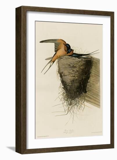 Barn Swallow-null-Framed Giclee Print