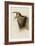 Barn Swallow-null-Framed Giclee Print