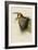 Barn Swallow-null-Framed Giclee Print