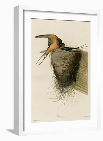 Barn Swallow-null-Framed Giclee Print