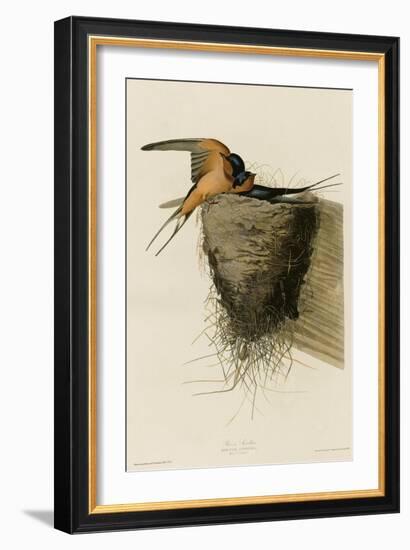 Barn Swallow-null-Framed Giclee Print