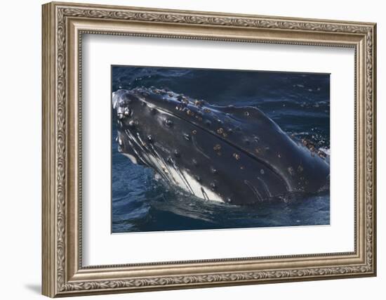 Barnacle Covered Mouth of Humpback Whale-DLILLC-Framed Photographic Print