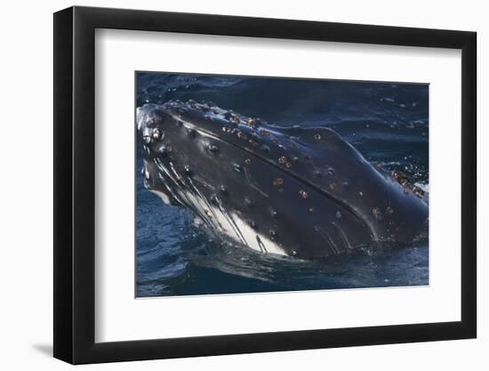 Barnacle Covered Mouth of Humpback Whale-DLILLC-Framed Photographic Print