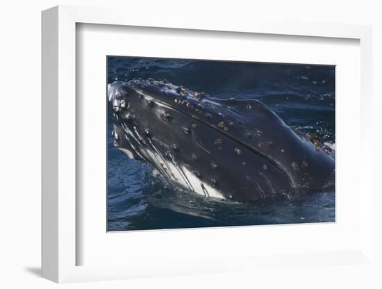 Barnacle Covered Mouth of Humpback Whale-DLILLC-Framed Photographic Print