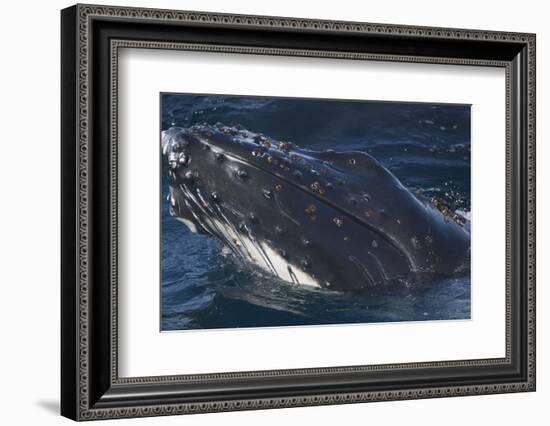 Barnacle Covered Mouth of Humpback Whale-DLILLC-Framed Photographic Print