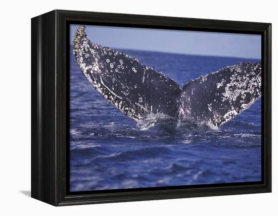 Barnacle-Encrusted Whale Tail-Amos Nachoum-Framed Premier Image Canvas