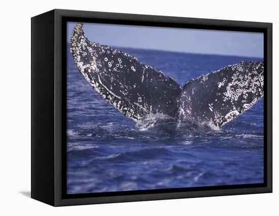 Barnacle-Encrusted Whale Tail-Amos Nachoum-Framed Premier Image Canvas
