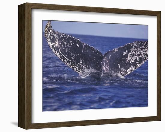 Barnacle-Encrusted Whale Tail-Amos Nachoum-Framed Photographic Print