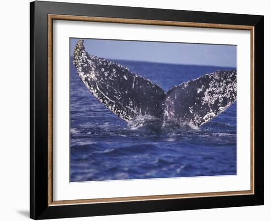 Barnacle-Encrusted Whale Tail-Amos Nachoum-Framed Photographic Print