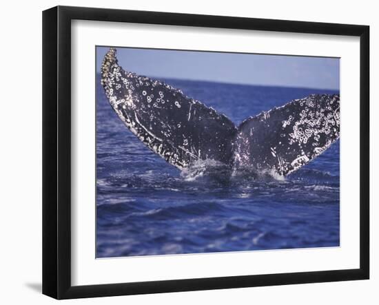 Barnacle-Encrusted Whale Tail-Amos Nachoum-Framed Photographic Print