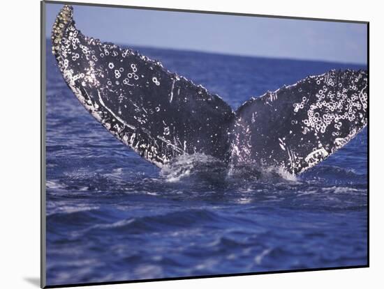 Barnacle-Encrusted Whale Tail-Amos Nachoum-Mounted Photographic Print