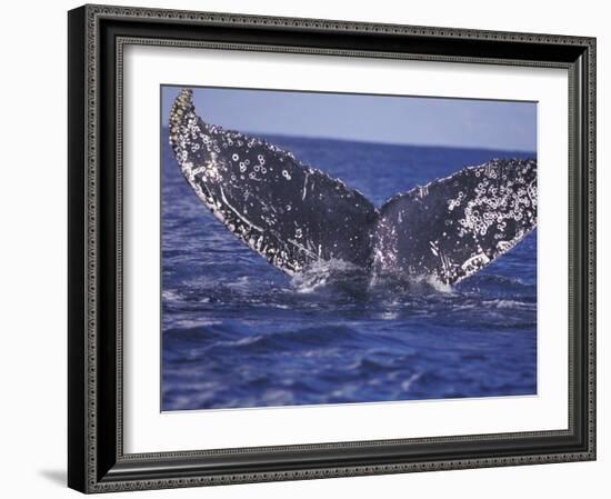 Barnacle-Encrusted Whale Tail-Amos Nachoum-Framed Photographic Print