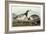 Barnacle Geese-John James Audubon-Framed Giclee Print