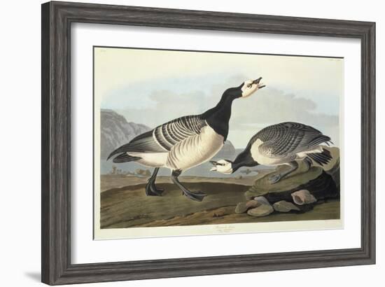 Barnacle Geese-John James Audubon-Framed Giclee Print