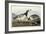 Barnacle Geese-John James Audubon-Framed Giclee Print