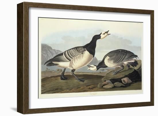 Barnacle Geese-John James Audubon-Framed Giclee Print