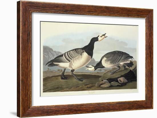 Barnacle Geese-John James Audubon-Framed Giclee Print