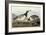 Barnacle Geese-John James Audubon-Framed Giclee Print