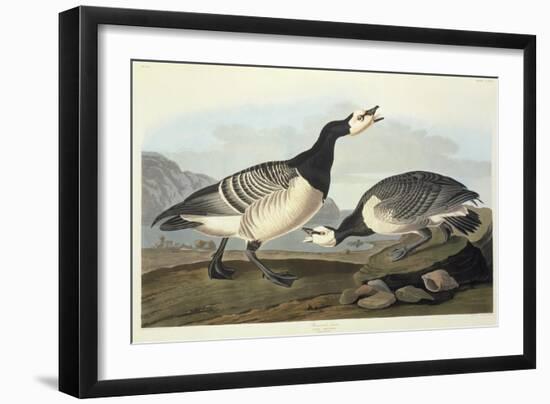 Barnacle Geese-John James Audubon-Framed Giclee Print