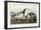 Barnacle Geese-John James Audubon-Framed Giclee Print