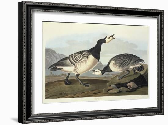 Barnacle Geese-John James Audubon-Framed Giclee Print