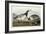 Barnacle Geese-John James Audubon-Framed Giclee Print