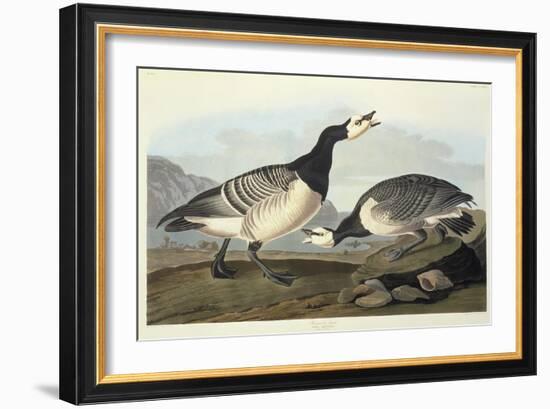 Barnacle Geese-John James Audubon-Framed Giclee Print