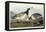 Barnacle Geese-John James Audubon-Framed Premier Image Canvas
