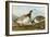 Barnacle Geese-John James Audubon-Framed Giclee Print