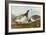 Barnacle Geese-John James Audubon-Framed Giclee Print