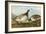 Barnacle Geese-John James Audubon-Framed Giclee Print