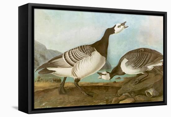 Barnacle Geese-John James Audubon-Framed Premier Image Canvas