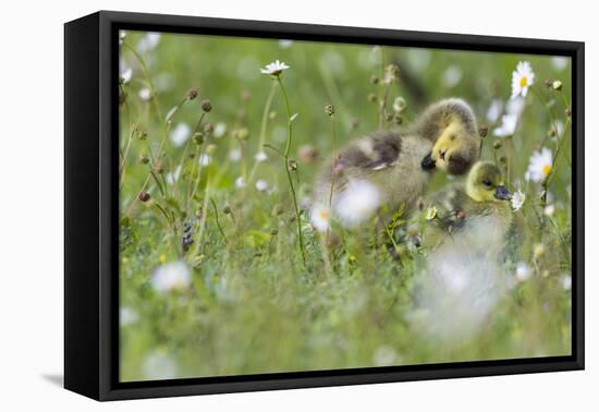 Barnacle Goose Chicks Preening in the Grass. Germany, Bavaria, Munich-Martin Zwick-Framed Premier Image Canvas