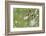 Barnacle Goose Chicks Preening in the Grass. Germany, Bavaria, Munich-Martin Zwick-Framed Photographic Print