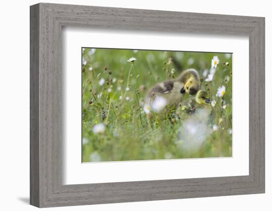 Barnacle Goose Chicks Preening in the Grass. Germany, Bavaria, Munich-Martin Zwick-Framed Photographic Print