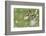 Barnacle Goose Chicks Preening in the Grass. Germany, Bavaria, Munich-Martin Zwick-Framed Photographic Print